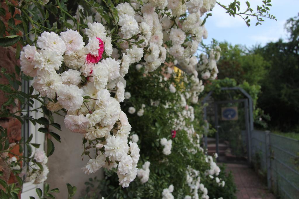 No.31 B&B Im Rosengarten Kapellen-Drusweiler Eksteriør billede